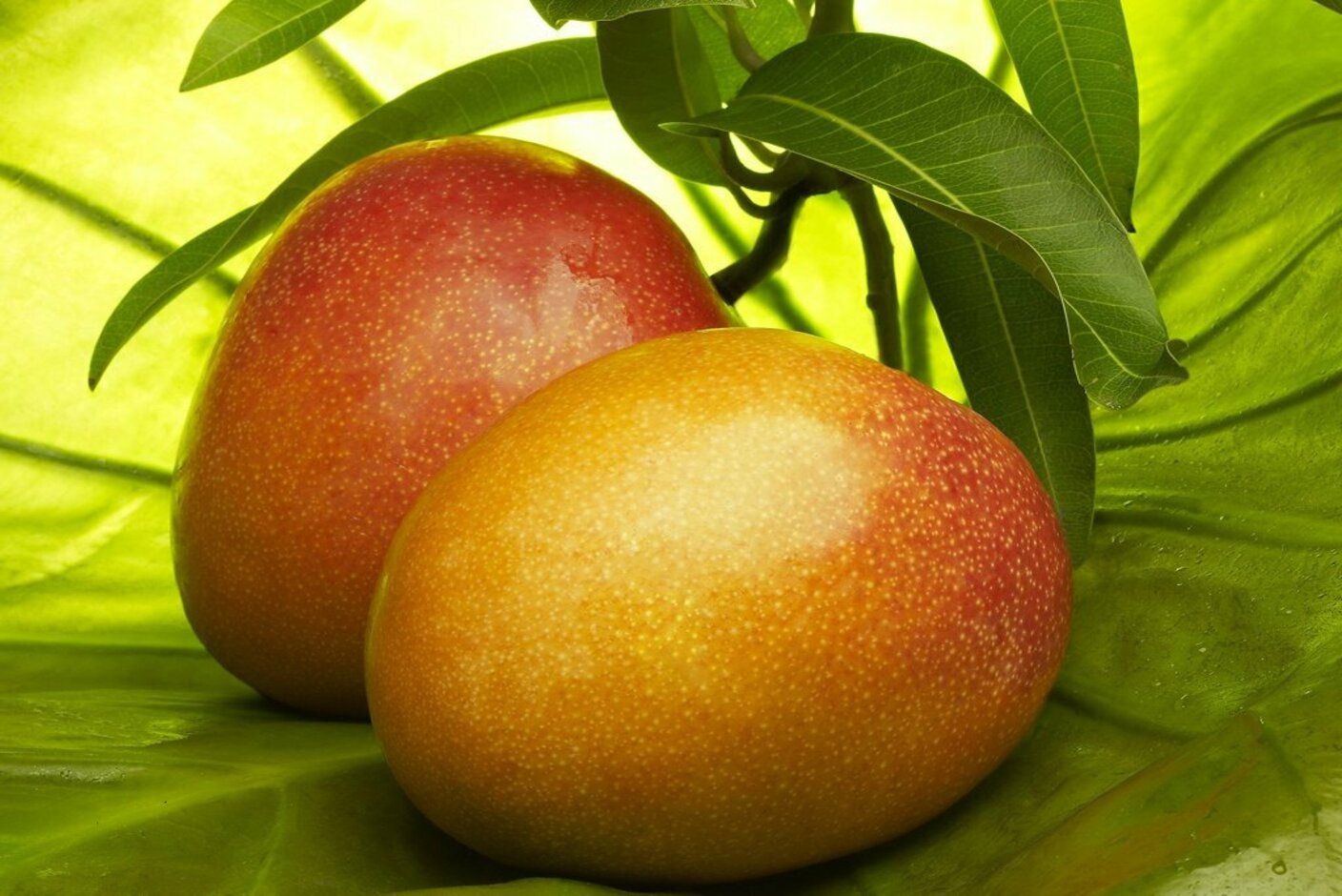 8 mangos. Манго (фрукт). Манго сорт Кент. Манго плод. Зелёное манго сорт.